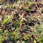 2013年初つくしを発見